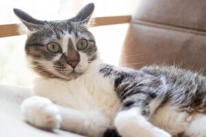 obraźliwe mity o kotach