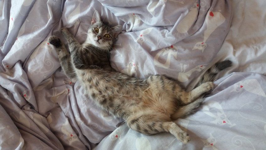 kot pokazuje brzuszek