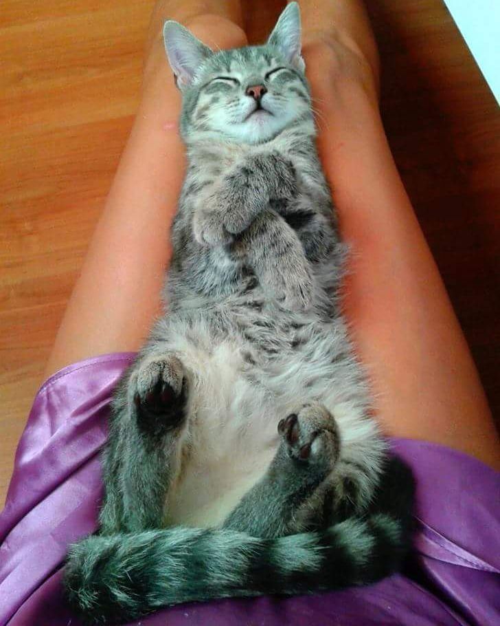 słodki kot na kolanach