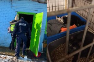 zwierzęta odebrane z romskiego koczowiska